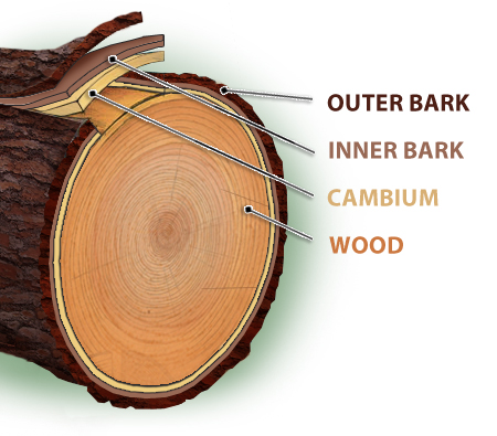 Cross-section of a pine tree